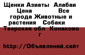 Щенки Азиаты (Алабаи) › Цена ­ 20 000 - Все города Животные и растения » Собаки   . Тверская обл.,Конаково г.